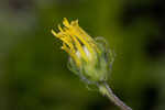 Florida false sunflower